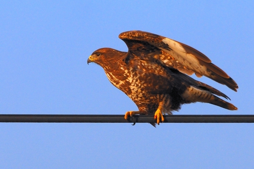 Common Buzzard
