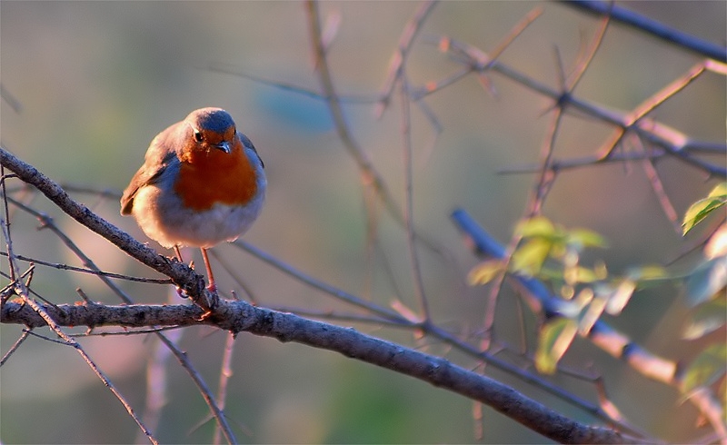European Robin