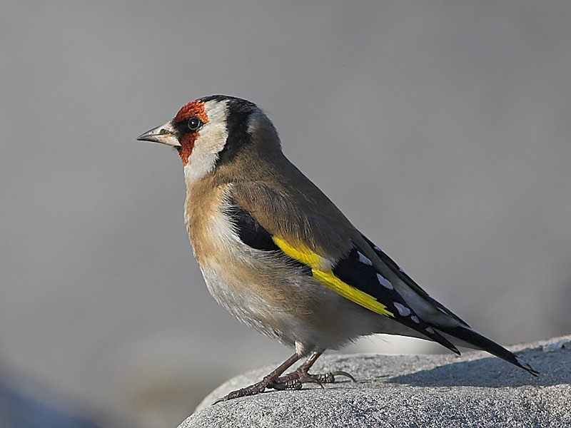European Goldfinch