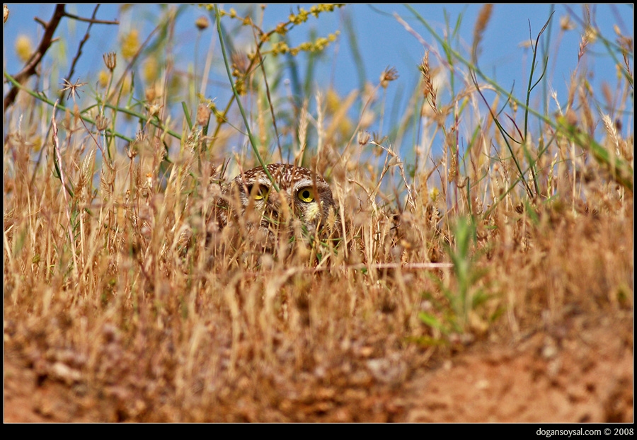 Little Owl