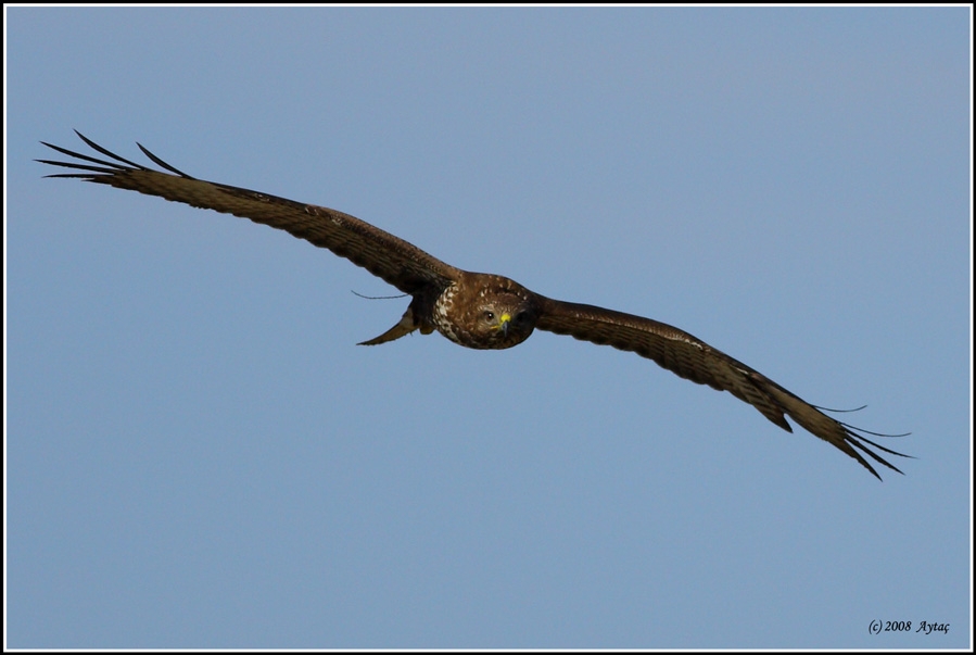 Common Buzzard