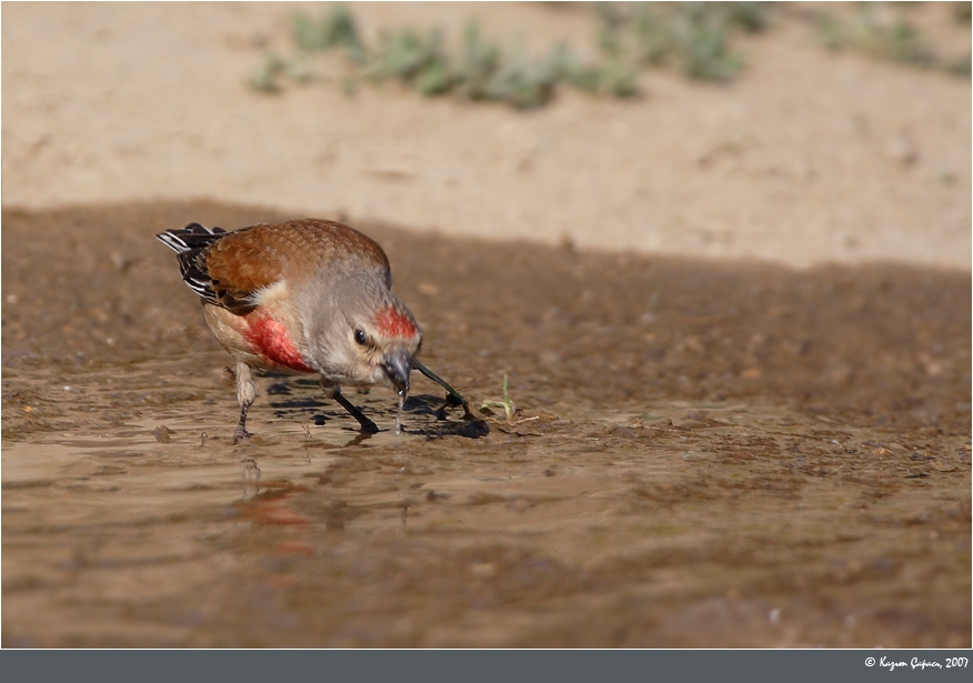 Common Linnet
