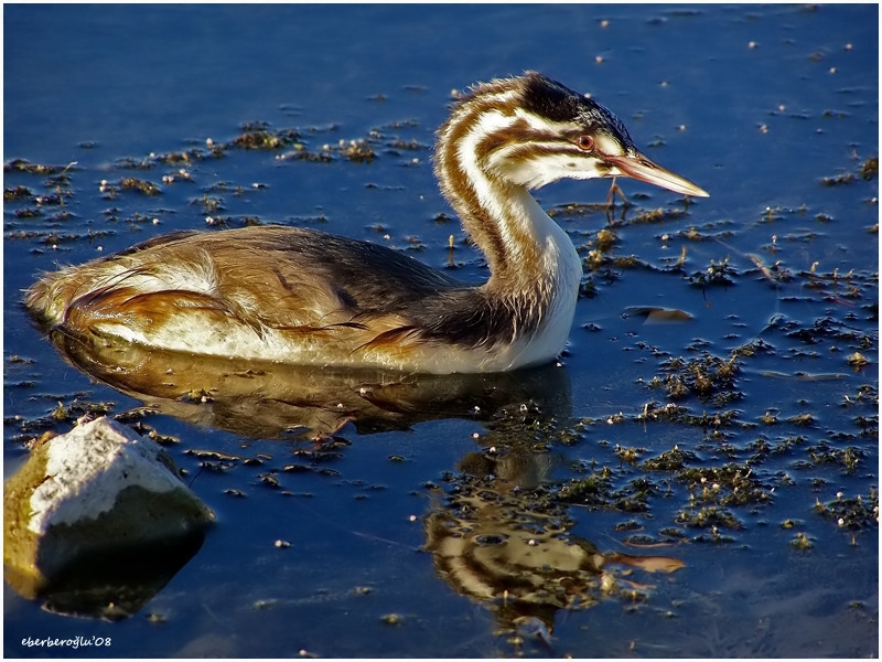 Great Crested Grebe