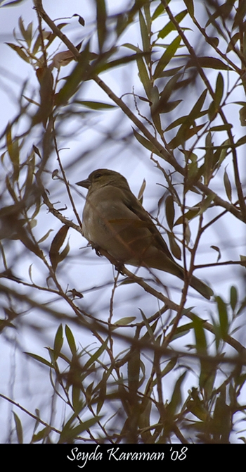 Eurasian Chaffinch