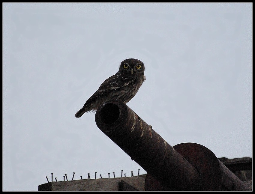 Little Owl
