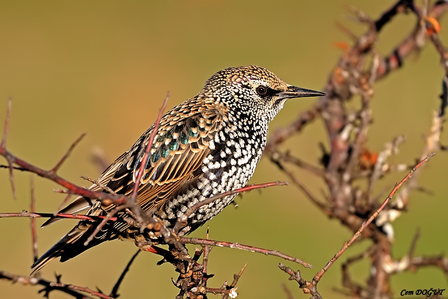 Common Starling