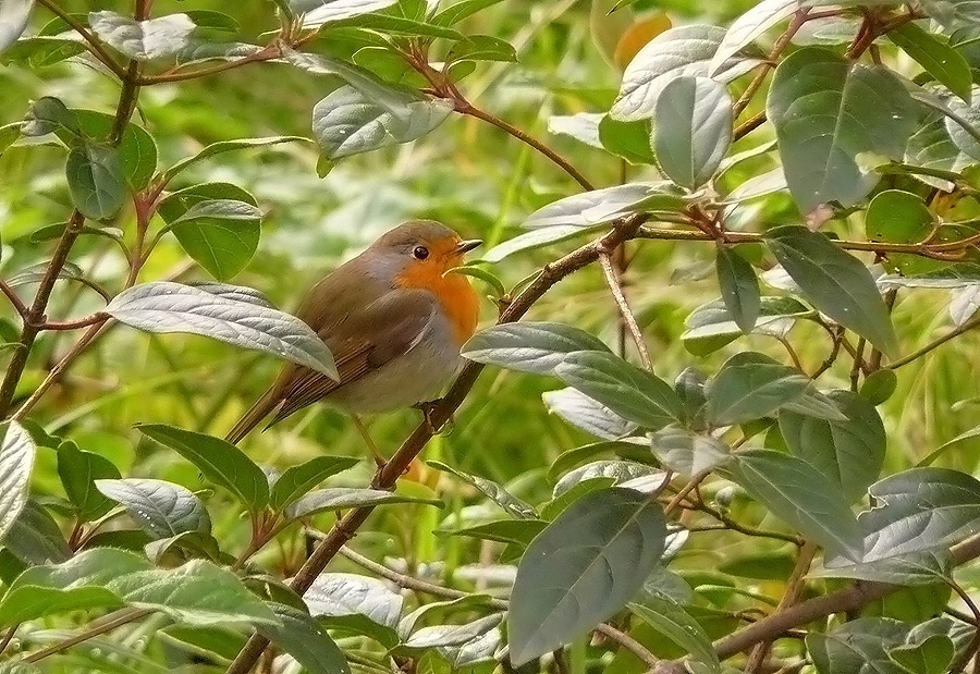 European Robin