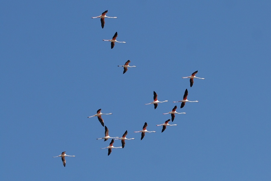 Flamingo