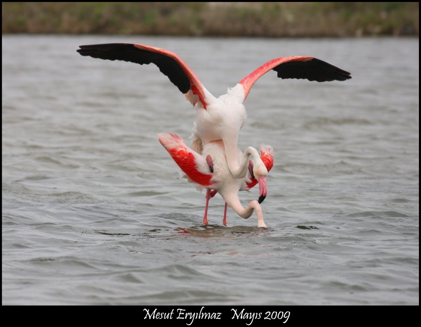 Flamingo