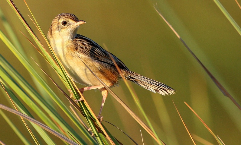 Zitting Cisticola