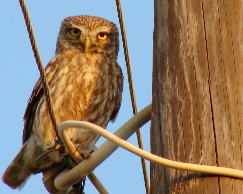 Little Owl