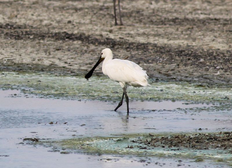 Eurasian Spoonbill
