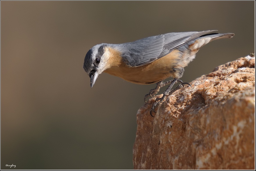 Eurasian Nuthatch