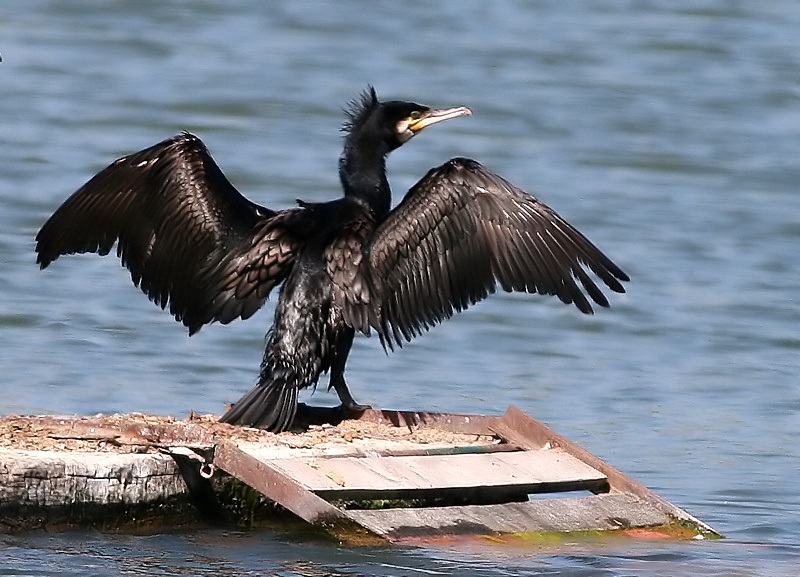 Great Cormorant