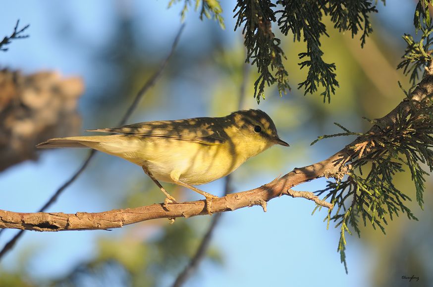 Willow Warbler