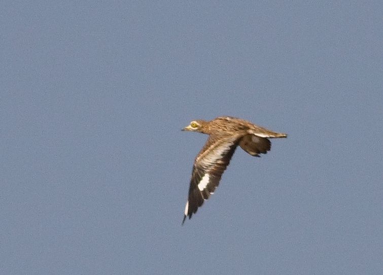 Eurasian Stone-curlew