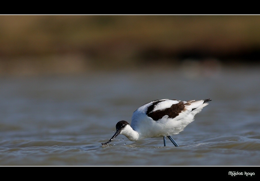 Pied Avocet