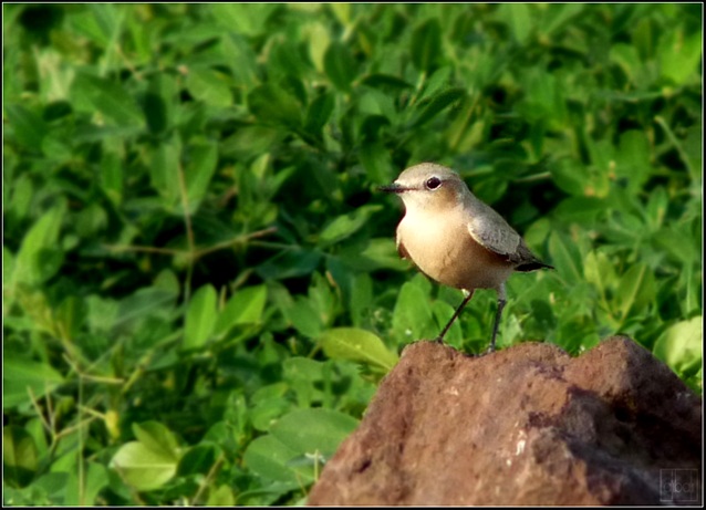 Northern Wheatear
