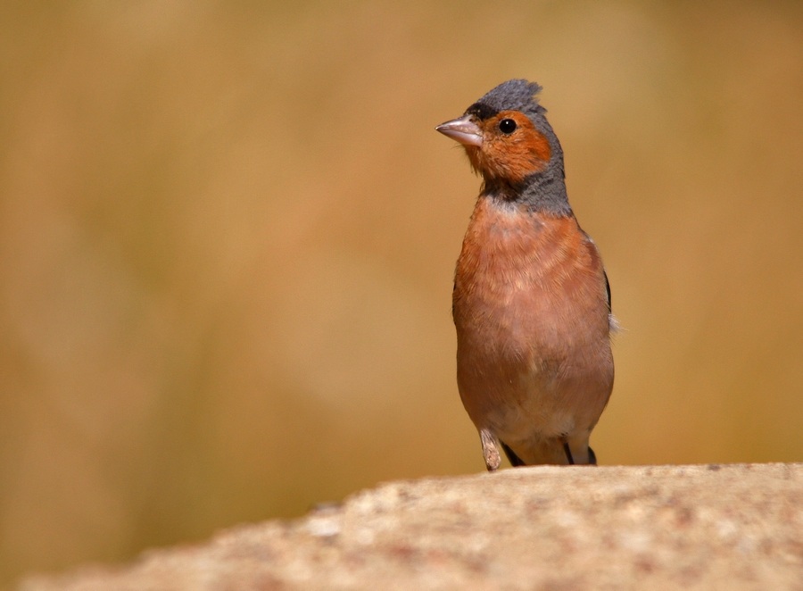 Eurasian Chaffinch