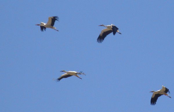 White Stork