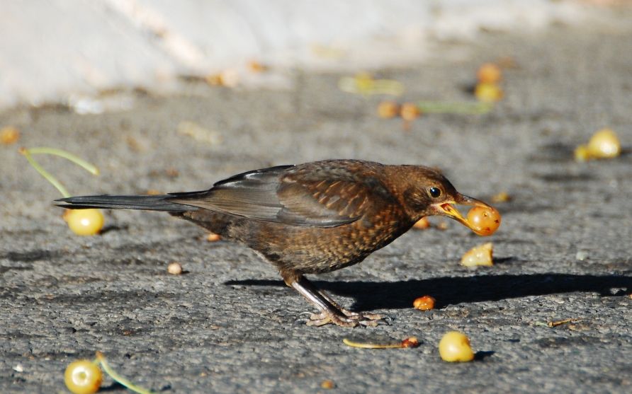 Common Blackbird