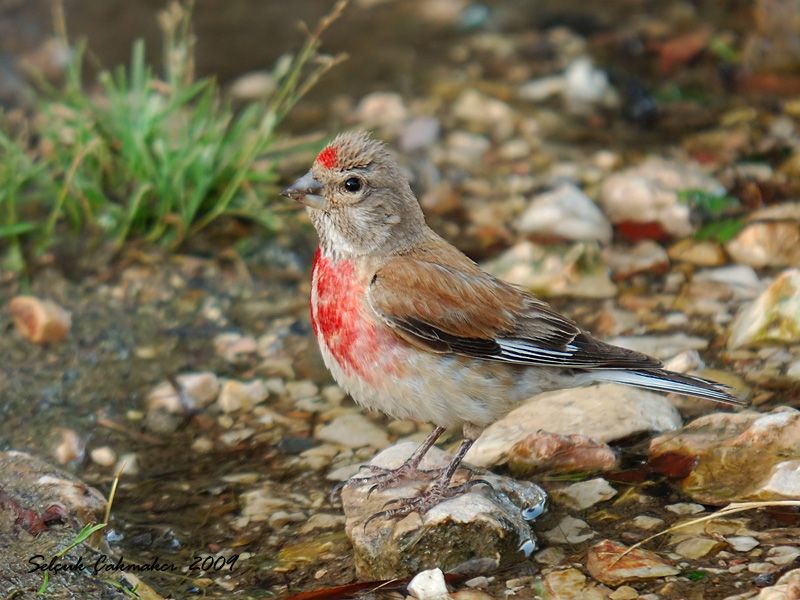 Common Linnet