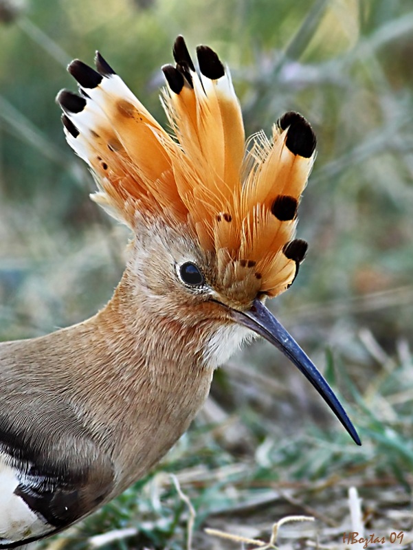 Common Hoopoe
