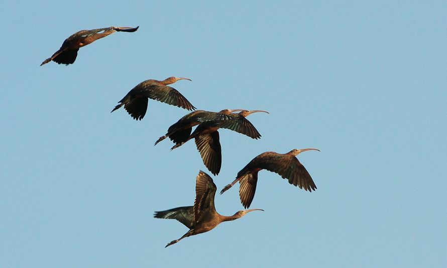 Glossy Ibis