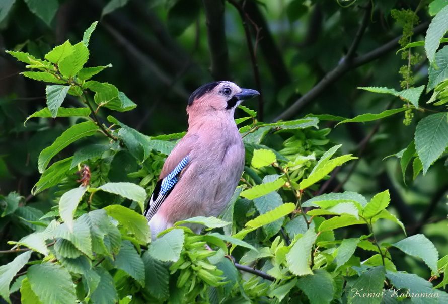 Eurasian Jay