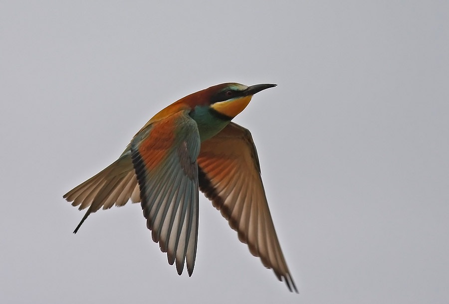 European Bee-eater