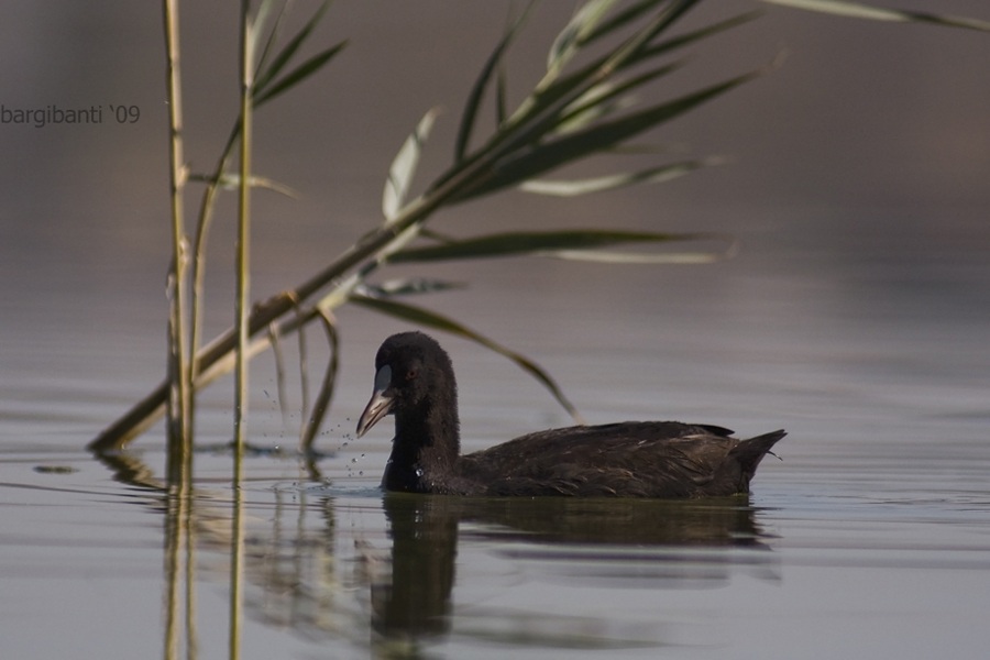 Eurasian Coot