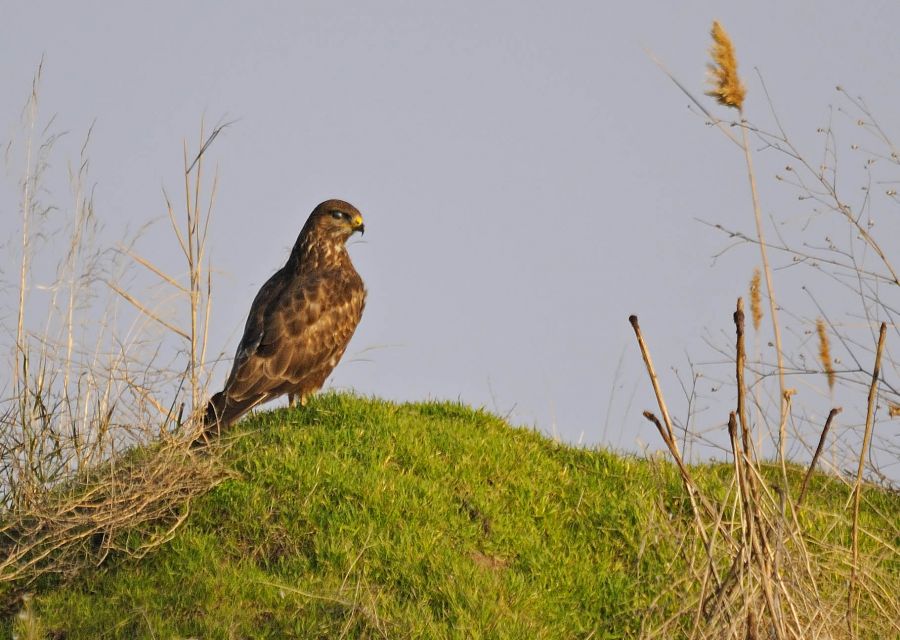 Common Buzzard