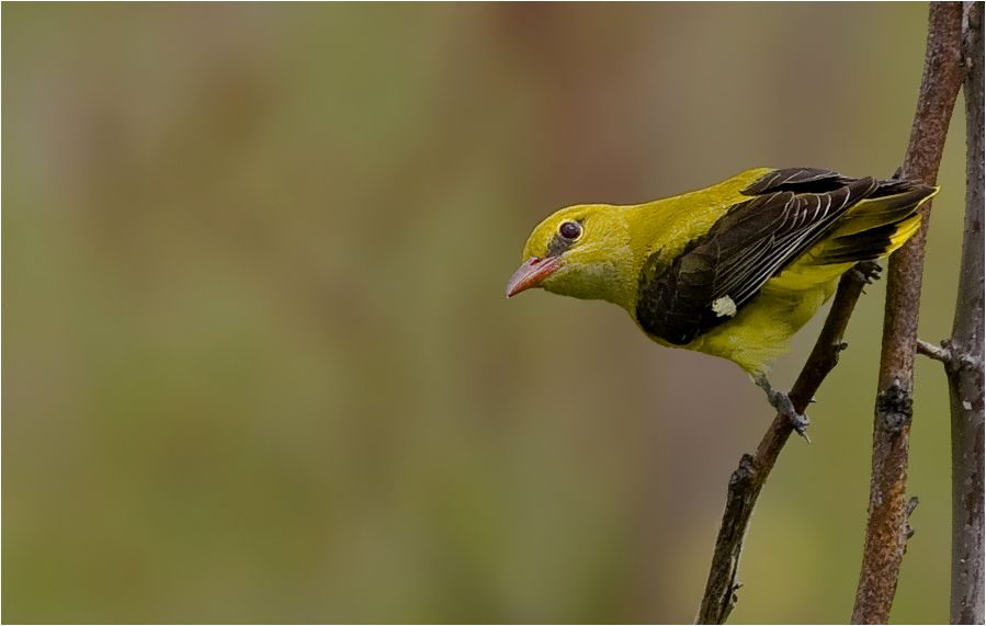 Eurasian Golden Oriole