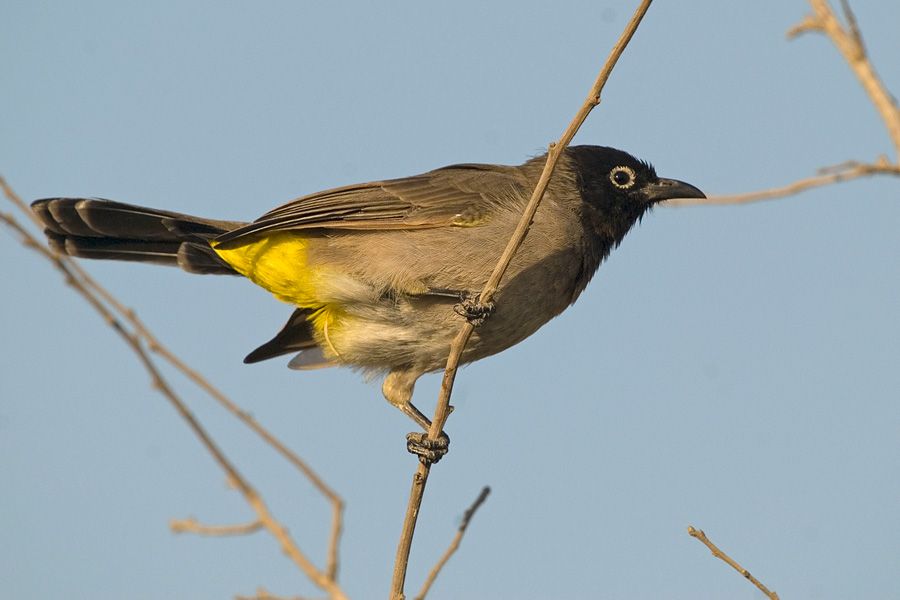 Arapbülbülü
