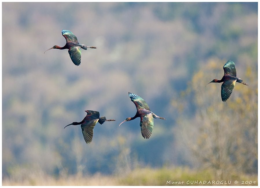 Glossy Ibis