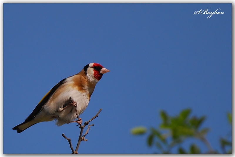 European Goldfinch
