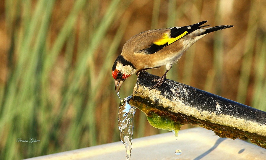European Goldfinch