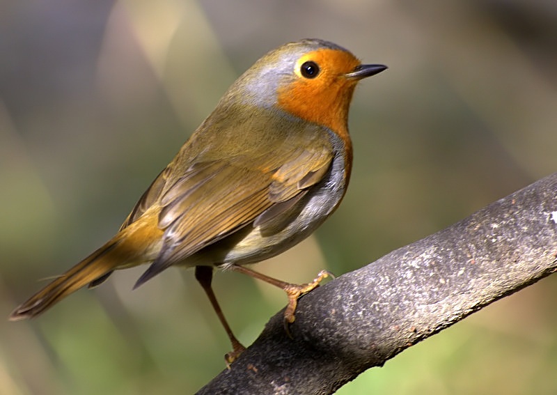 European Robin