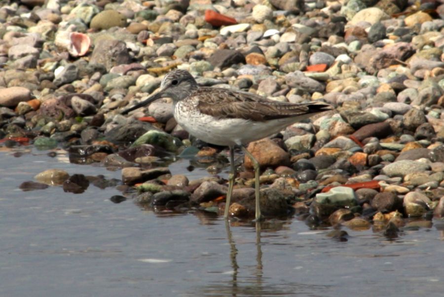 Common Greenshank