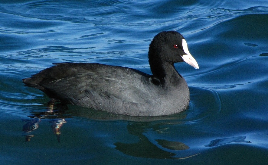 Eurasian Coot