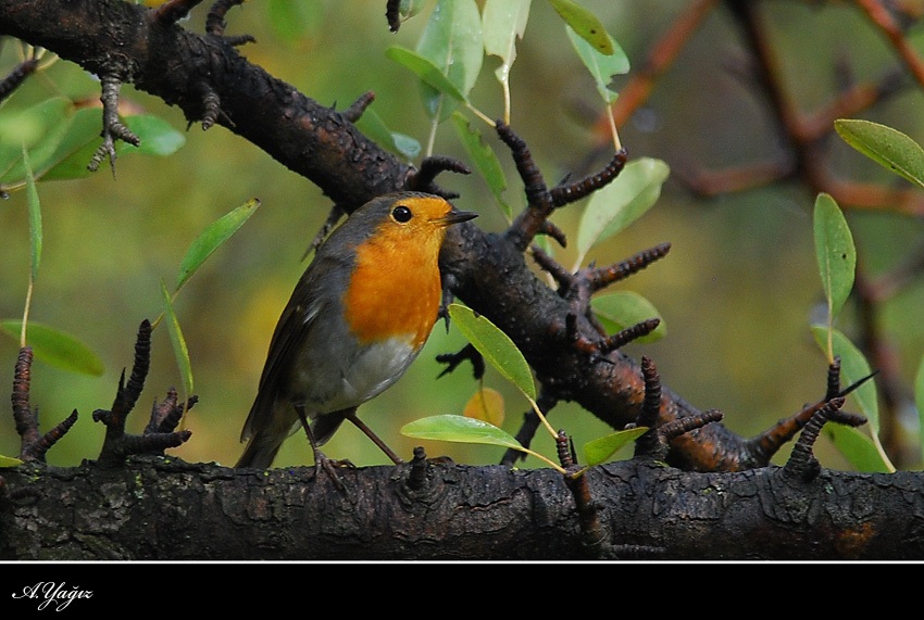 European Robin