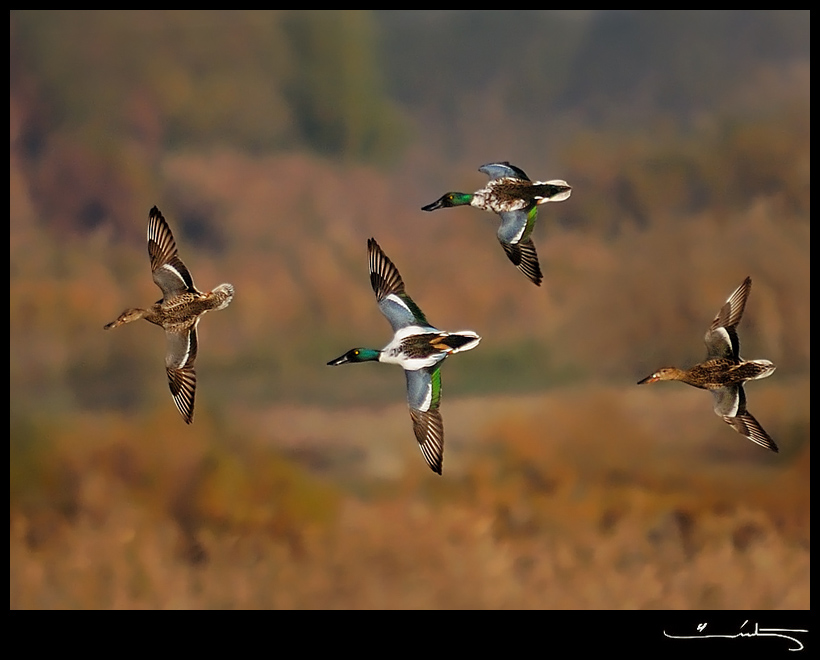 Northern Shoveler