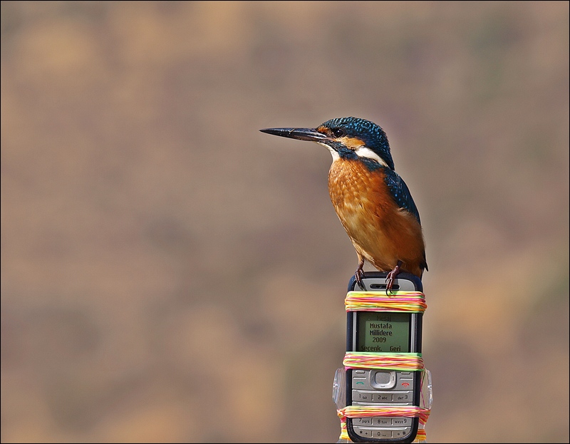 Common Kingfisher