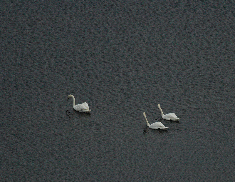 Mute Swan