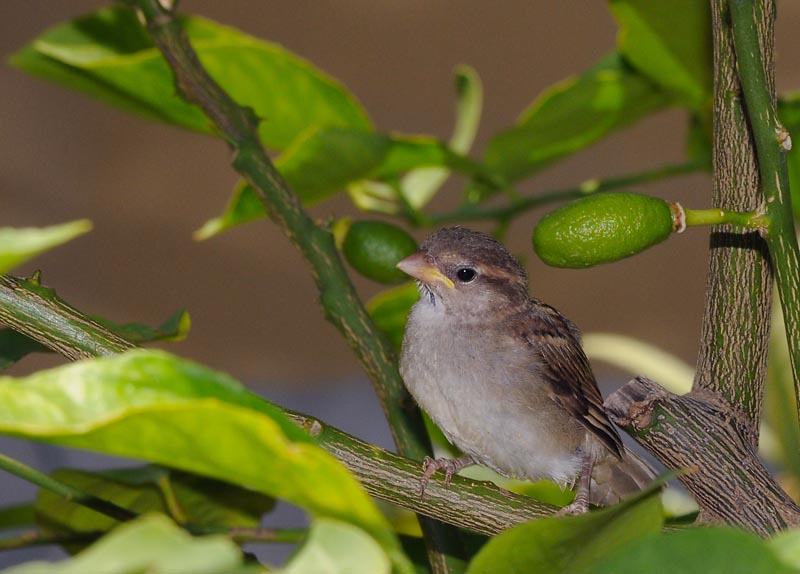 House Sparrow