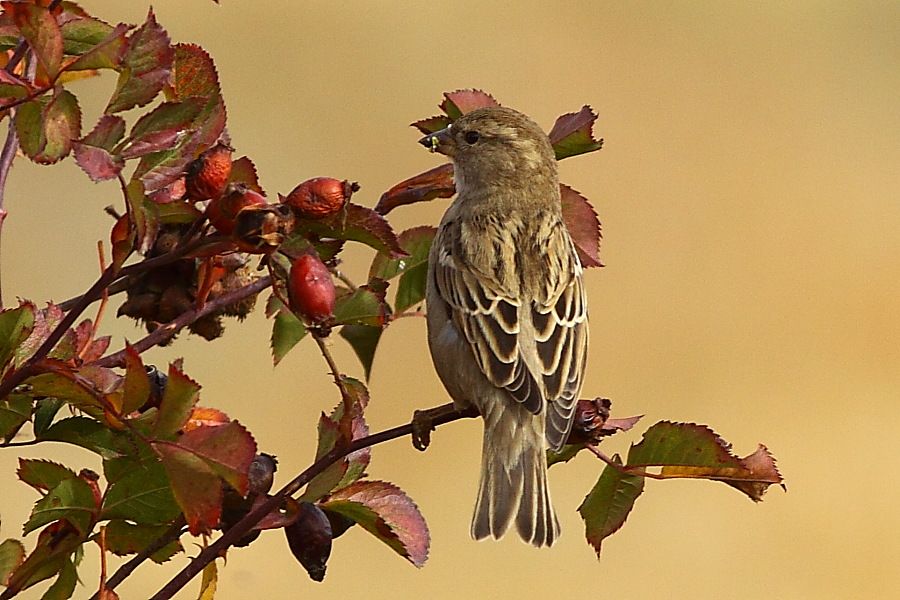 House Sparrow