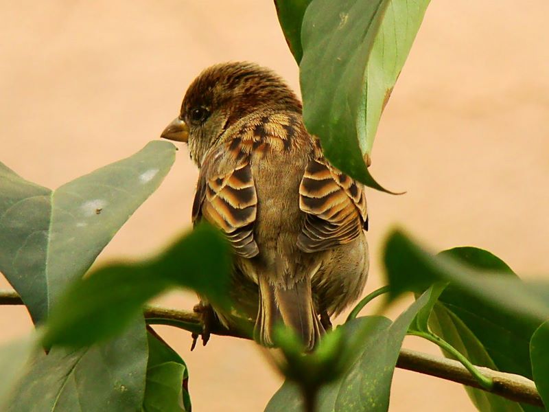 House Sparrow