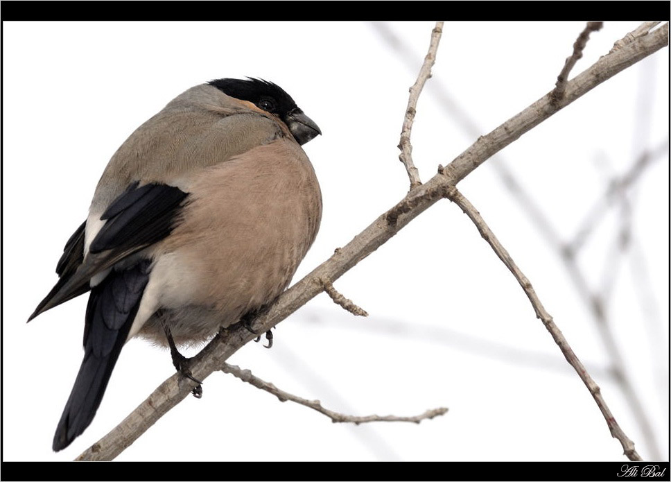 Eurasian Bullfinch