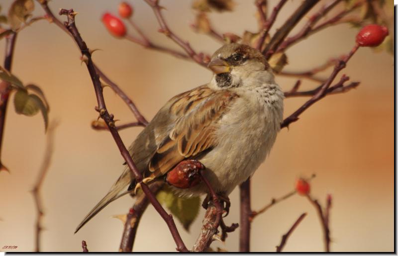 House Sparrow