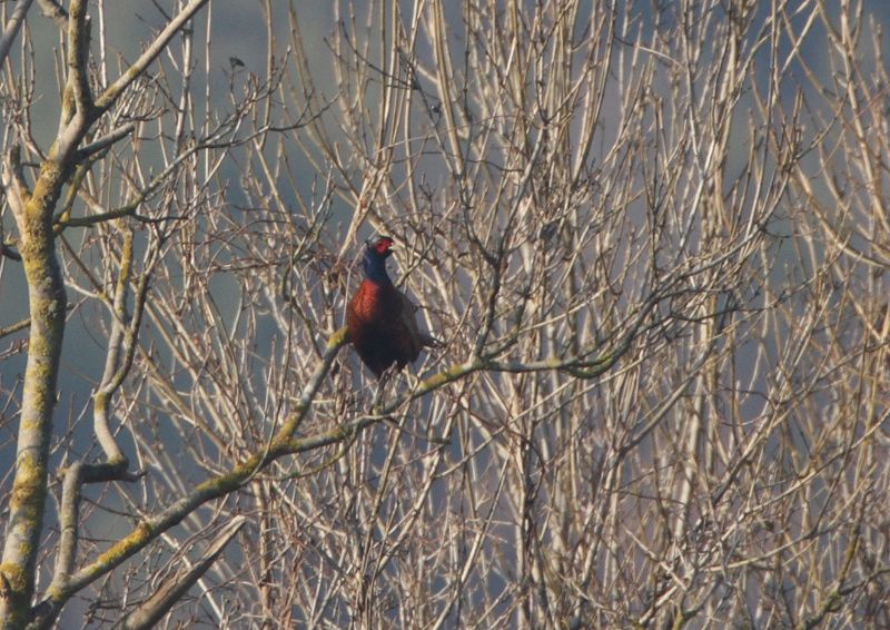 Common Pheasant